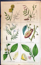 Old Lady'S Finger Chocolate Tree Tare Orange Lemon C1850 Botany Clark Victorian