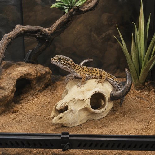 Animal skull vivarium - 3d,
