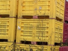 USED DOLAV – SOLID ONE-PIECE