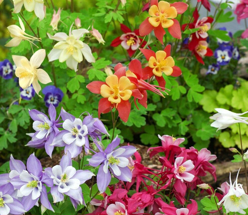 Columbine aquilegia caerulea - columbine,