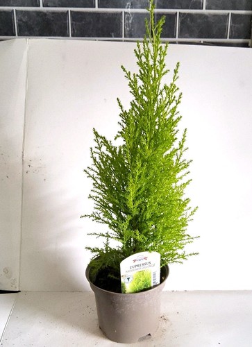 Monterey cypress goldcrest - cypress, 'goldcrest'