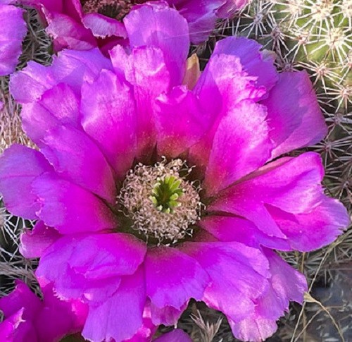 Echinocereus bonkerae cactus - 4,