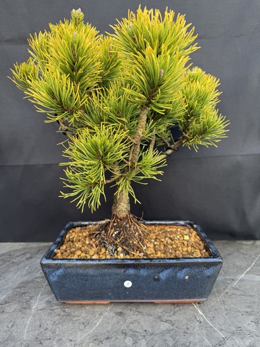 Pine bonsai tree - pine, potted
