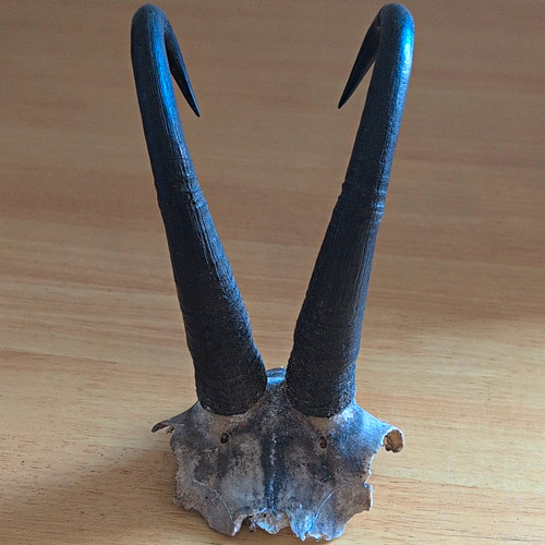 Pair black taxidermy - black,