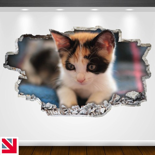 Kitten cute cat animal - cat, wall