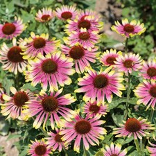 Echinacea green twister 9cm - echinacea,