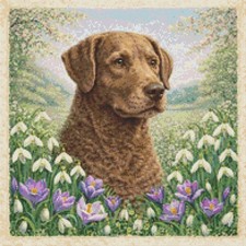 Chesapeake Bay Retriever Puppy