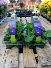 12 Pack Blue Primrose | Easy