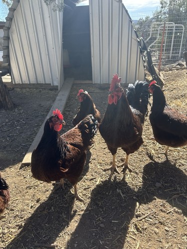 Rhode island red hatching - 10,