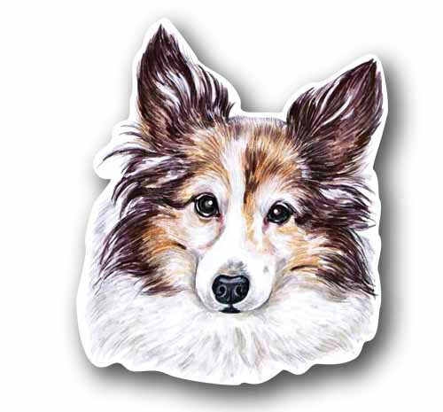 Shetland sheep dog tall - shetland,