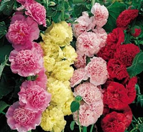 Double hollyhocks summer - double, 'summer