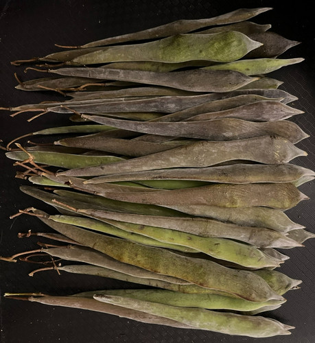100 wisteria seeds - wisteria, in