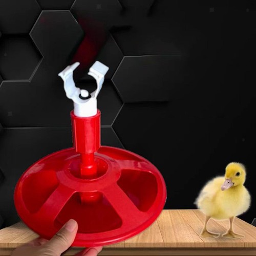 Chicken drinker cup poultry - chicken,