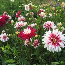 Dahlia Rebecca's World -