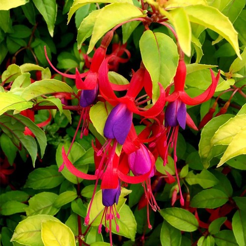 Fuchsia genii plug - , red