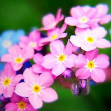 1kg of FORGET ME NOT PINK Myosotis alp.+4" FREE REUSABLE PLANT LABEL