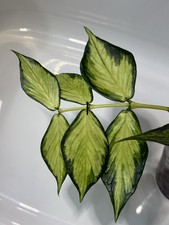 HOYA POLYNEURA 1 NODE CUTTING 