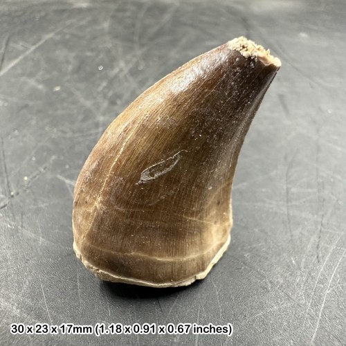 Genuine mosasaur tooth fossil