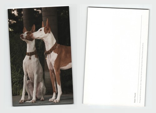 Photograph two ibizan hounds - -,