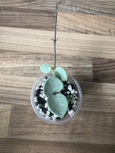 Hoya mathilde grey fairy - fairy,
