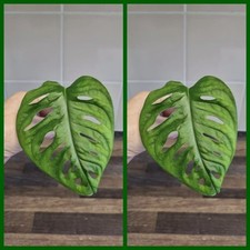 2x Monstera adansonii Cutting