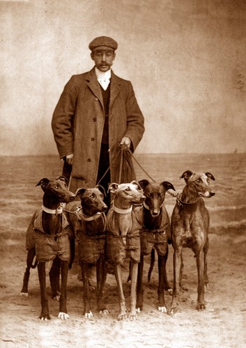 Greyhound dog greeting card - greyhound,