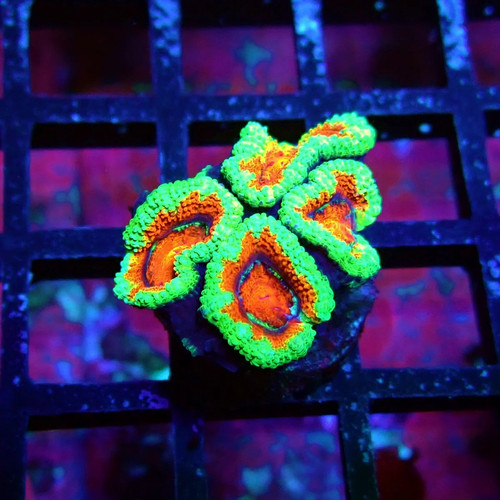 Wysiwyg acan lord - -, frag