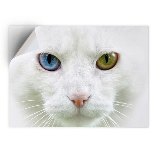 Vinyl sticker - sticker,