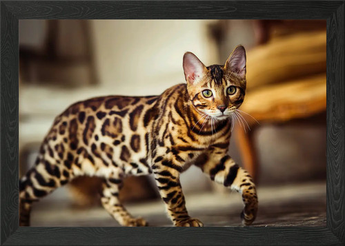 Bengal cat portrait framed - bengal,
