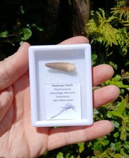 Fossil Plesiosaur