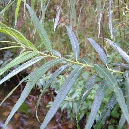Fast growing salix - growing,