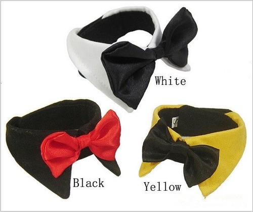 Dog cat pet - pet, bow