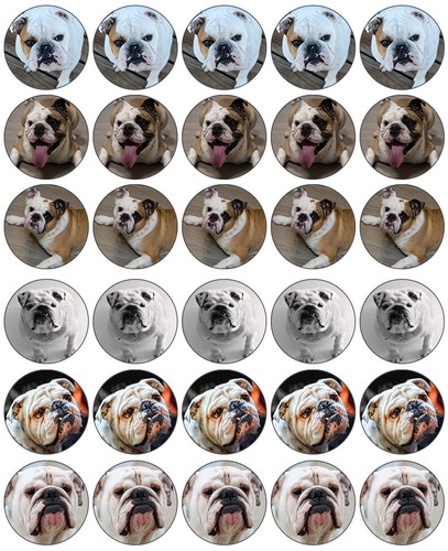 British bulldogs cupcake - british,