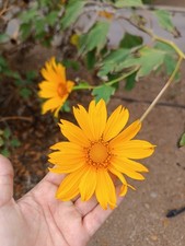 Tithonia Sunflower Aztec 400 Seeds 