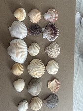 Natural mixed scallop - natural,