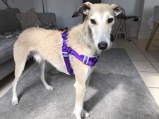 ThinkPet Halter Dog Harness Size 2XL