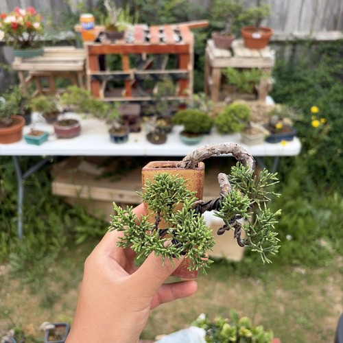 Cascade juniper bonsai - cascade,