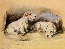 SEALYHAM TERRIER CHARMING DOG