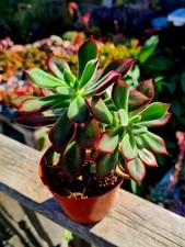 Echeveria Red Devotion