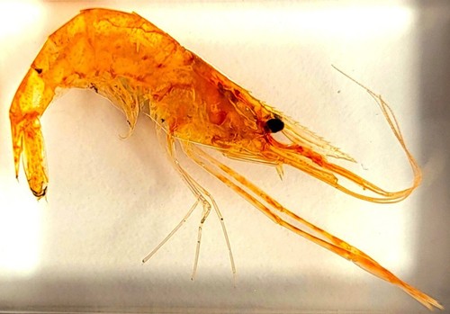 44mm real shrimp - real,