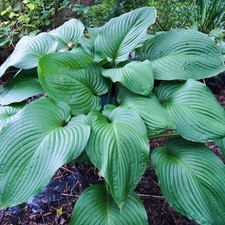 Hosta rex giant leaf - hosta, t-rex