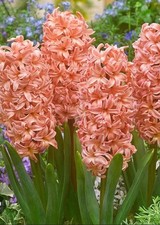 Apricot Hyacinth 'Gipsy Queen' X 10 Spring Flowering Bulbs