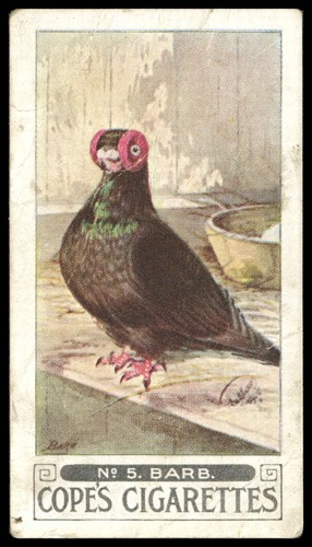 Cope pigeons - -, (c1926)
