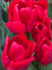 One-Hundred Tulip 'Ile de