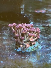 Goniopora - papaya. Large frag 