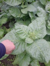 Nicotiana rustica, mapacho, wild aztec tobacco 2000+ seeds