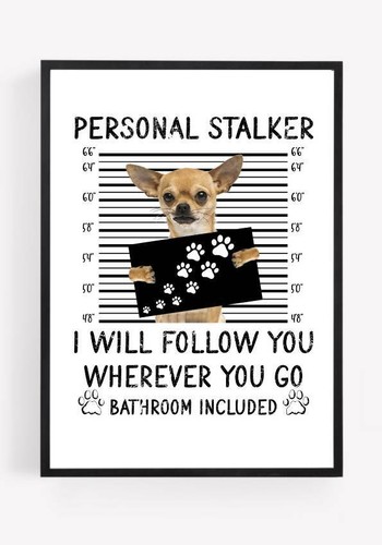 Funny dog chihuahua bathroom - funny,
