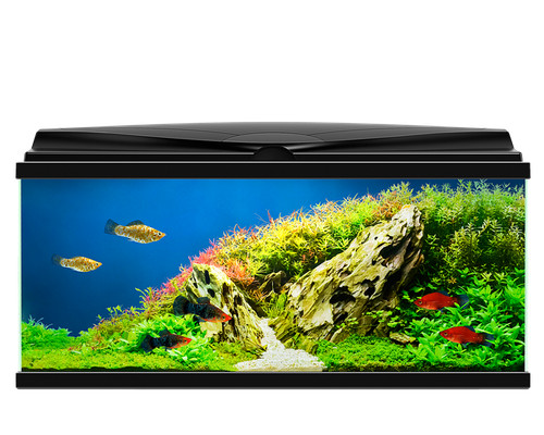 Large fish tank aquarium - large,