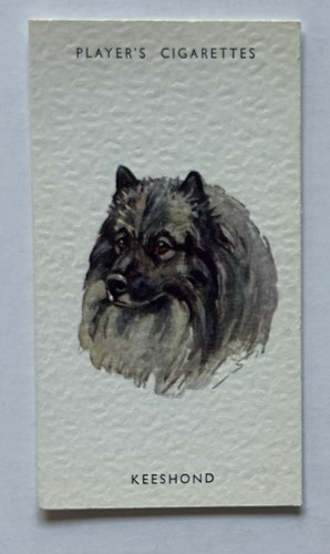 Player dogs heads - dogs’,