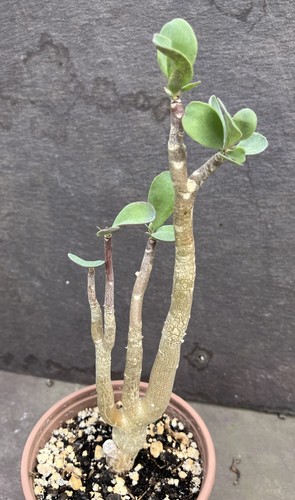 Othonna triplinervia caudex - triplinervia,
